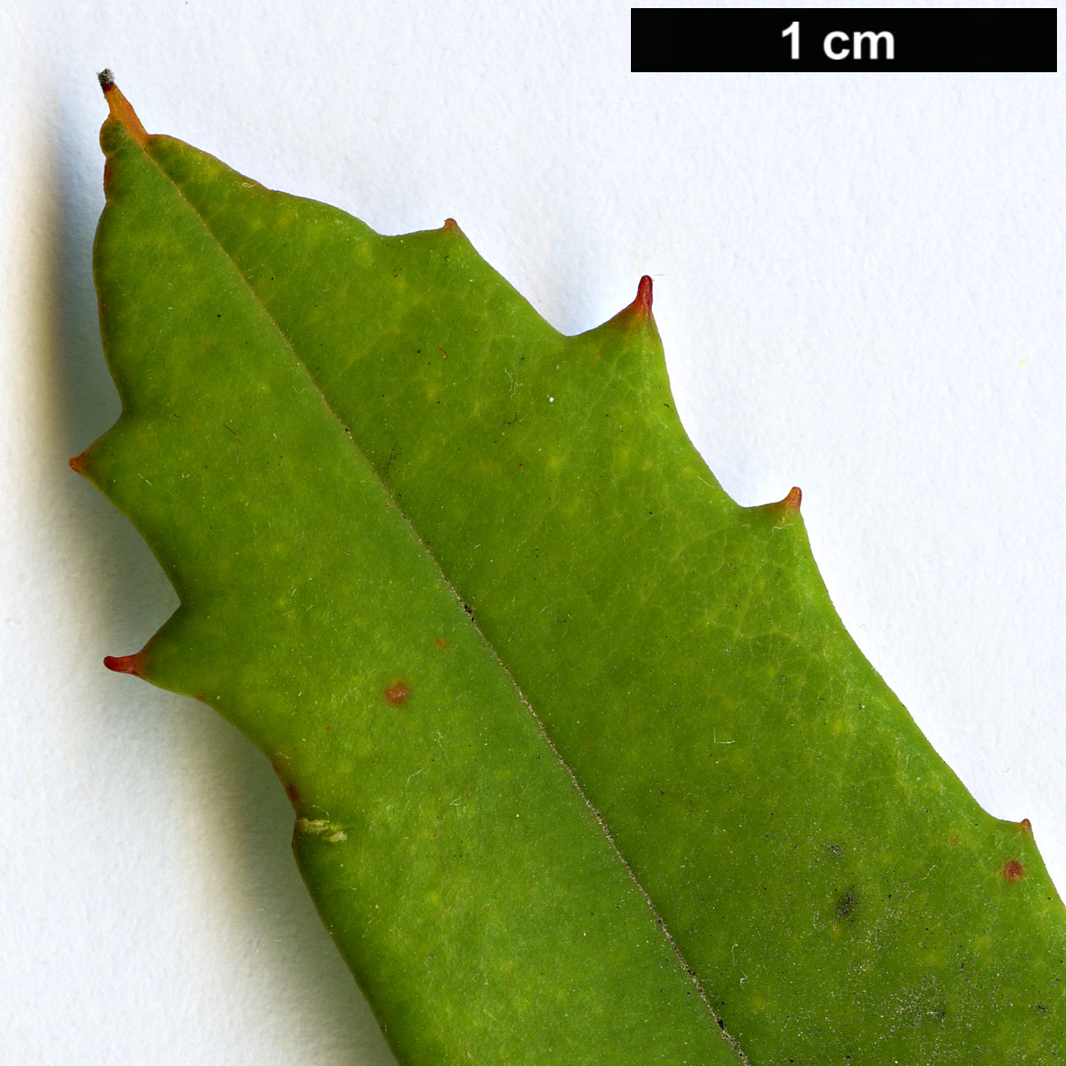 High resolution image: Family: Proteaceae - Genus: Banksia - Taxon: paludosa - SpeciesSub: subsp. astrolux